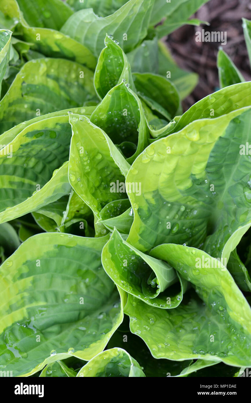 Hosta pianta in primavera Foto Stock