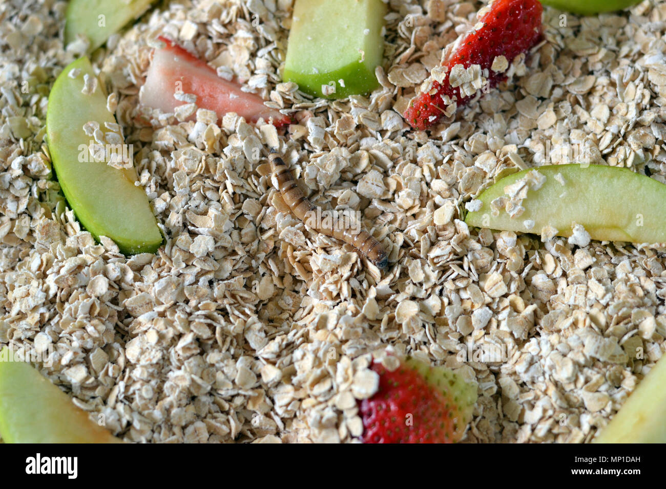 Mealworm con avena e frutta Foto Stock