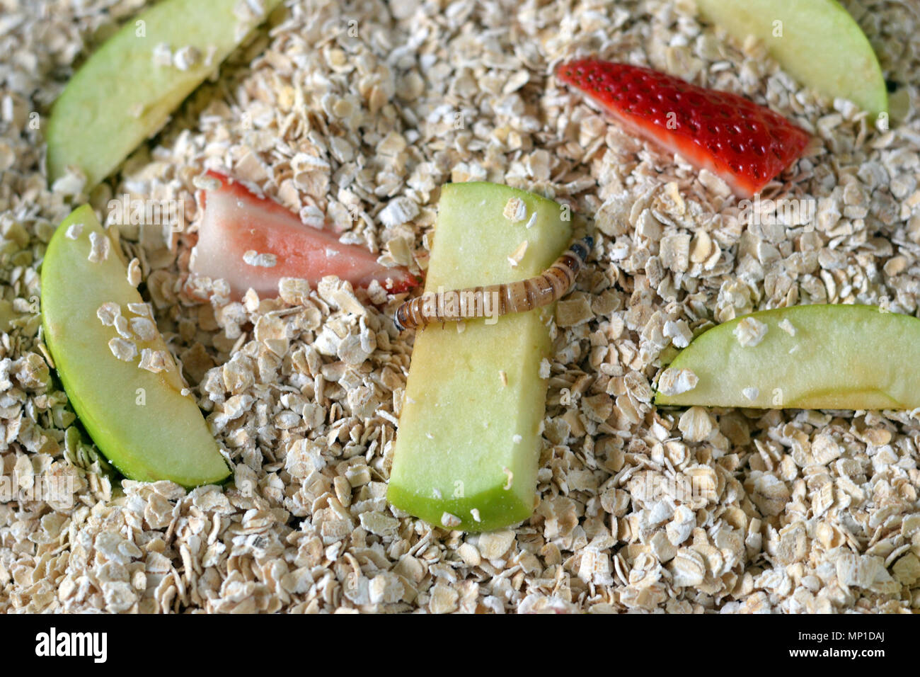 Mealworm con avena e frutta Foto Stock
