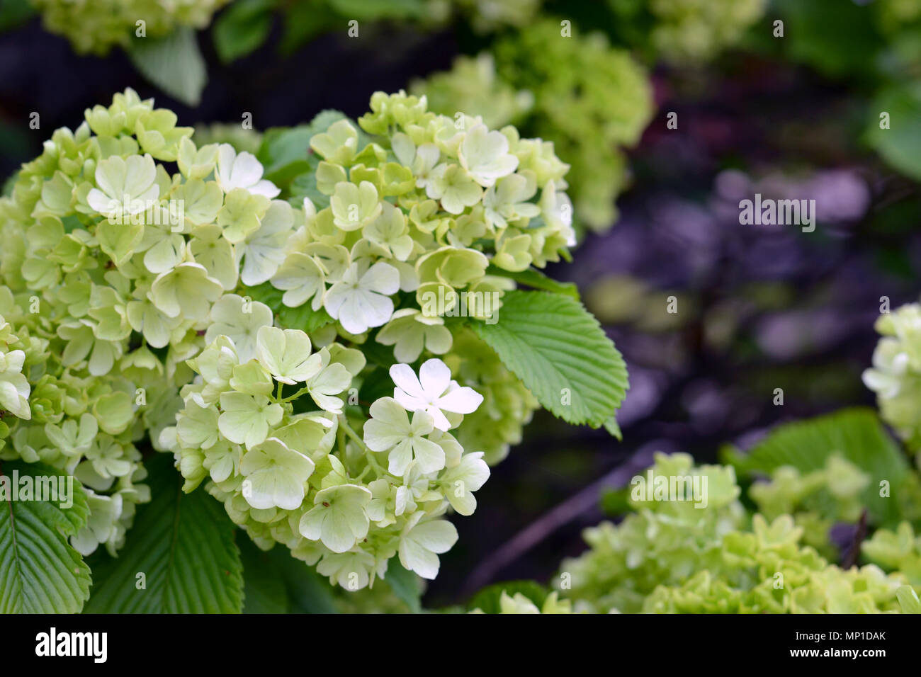 Snowball Bush che fiorisce in primavera Foto Stock