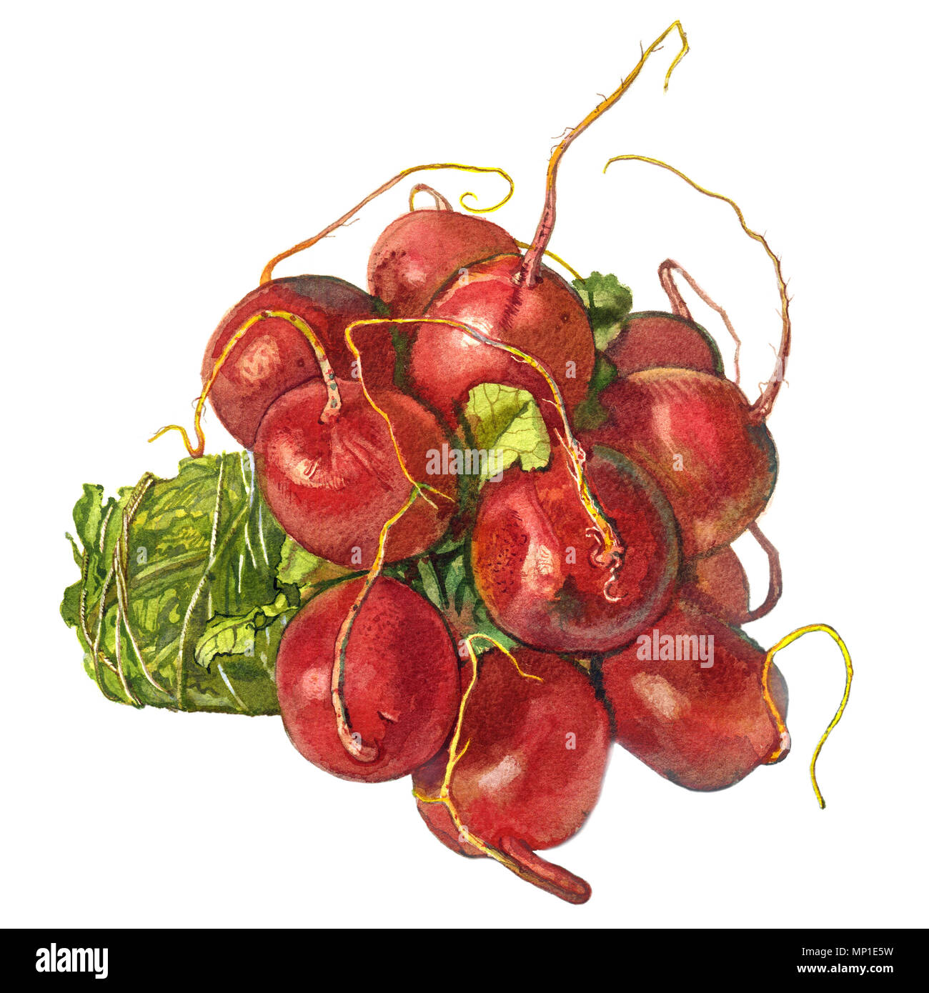 Rafano isolato su sfondo bianco. Illustrazione dettagliata dell'acquerello disegnata a mano. Verdure fresche, prodotti agricoli, biologici, vegetariani, arte botanica Foto Stock