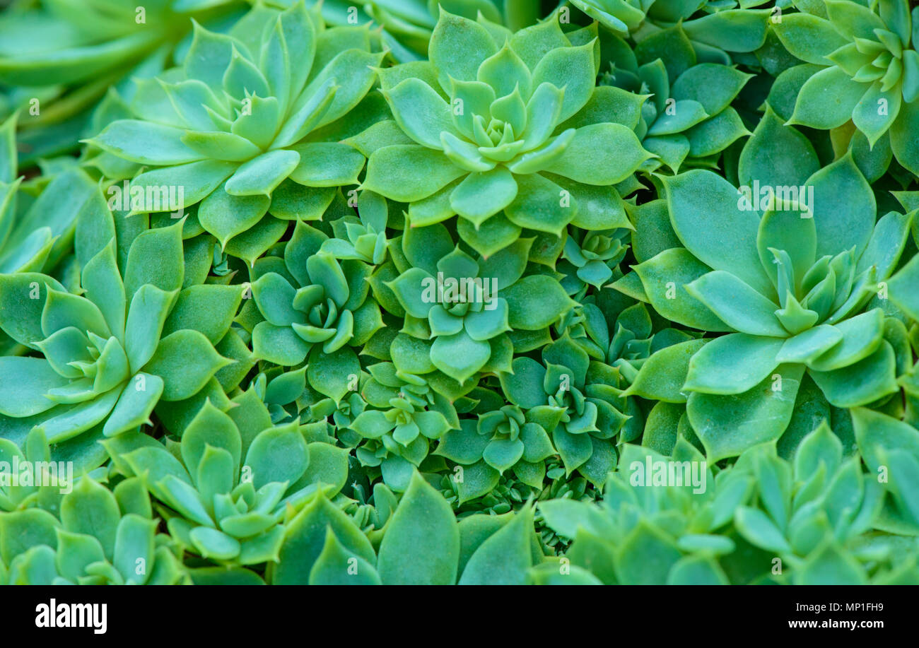Belle le galline e i pulcini di impianto Foto Stock