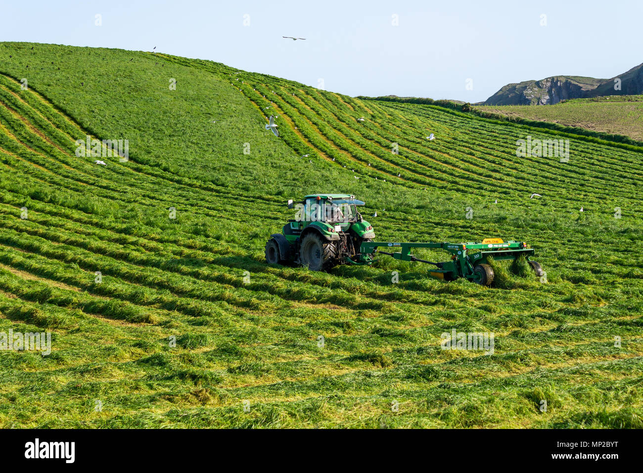 Taglio fresco silaggio in un campo pronto per essere imballato in una fattoria in Irlanda Foto Stock
