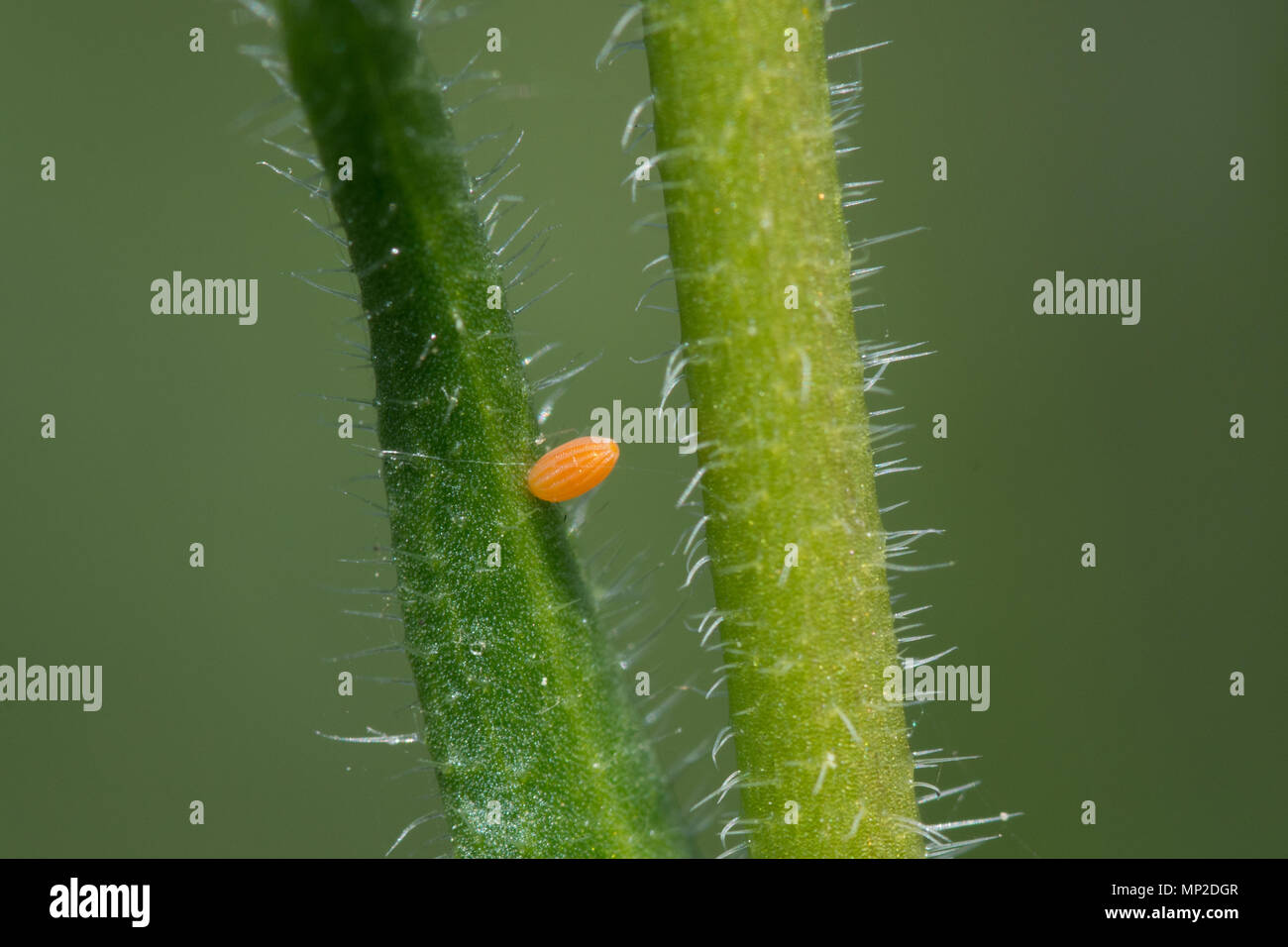 Close-up di una punta di colore arancione farfalla uovo (Anthocharis cardamines ovum) su un secondario foodplant larvale, hairy rockcress (Arabis hirsuta) Foto Stock