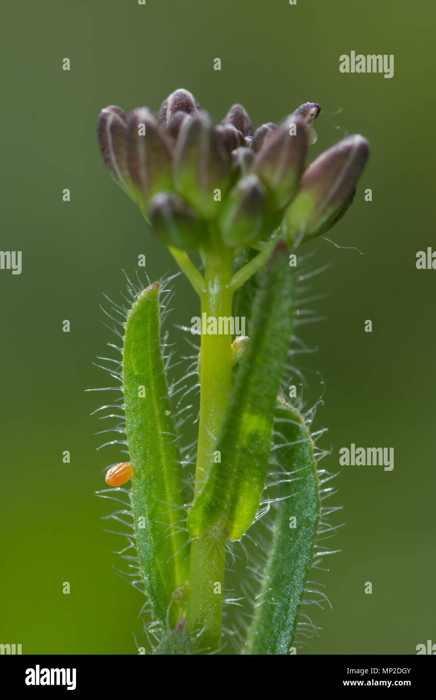 Close-up di una punta di colore arancione farfalla uovo (Anthocharis cardamines ovum) su un secondario foodplant larvale, hairy rockcress (Arabis hirsuta) Foto Stock