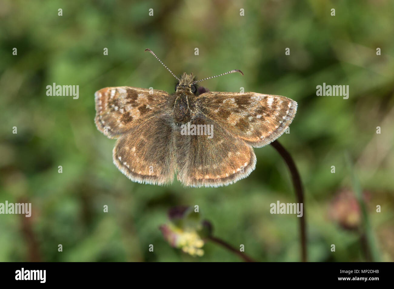 Squallido skipper butterfly (Erynnis tages) appollaiato su insalata di fiori selvaggi burnett Foto Stock