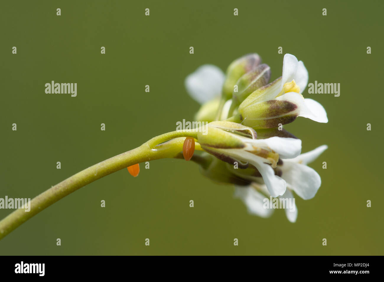 Close-up di punta arancione farfalla uova (Anthocharis cardamines ovum) su un secondario foodplant larvale, hairy rockcress (Arabis hirsuta) Foto Stock