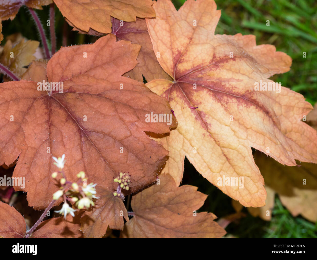 Russet decorativo fogliame marrone di hardy perenni sempreverdi, Heuchera 'Sweet Tè" Foto Stock