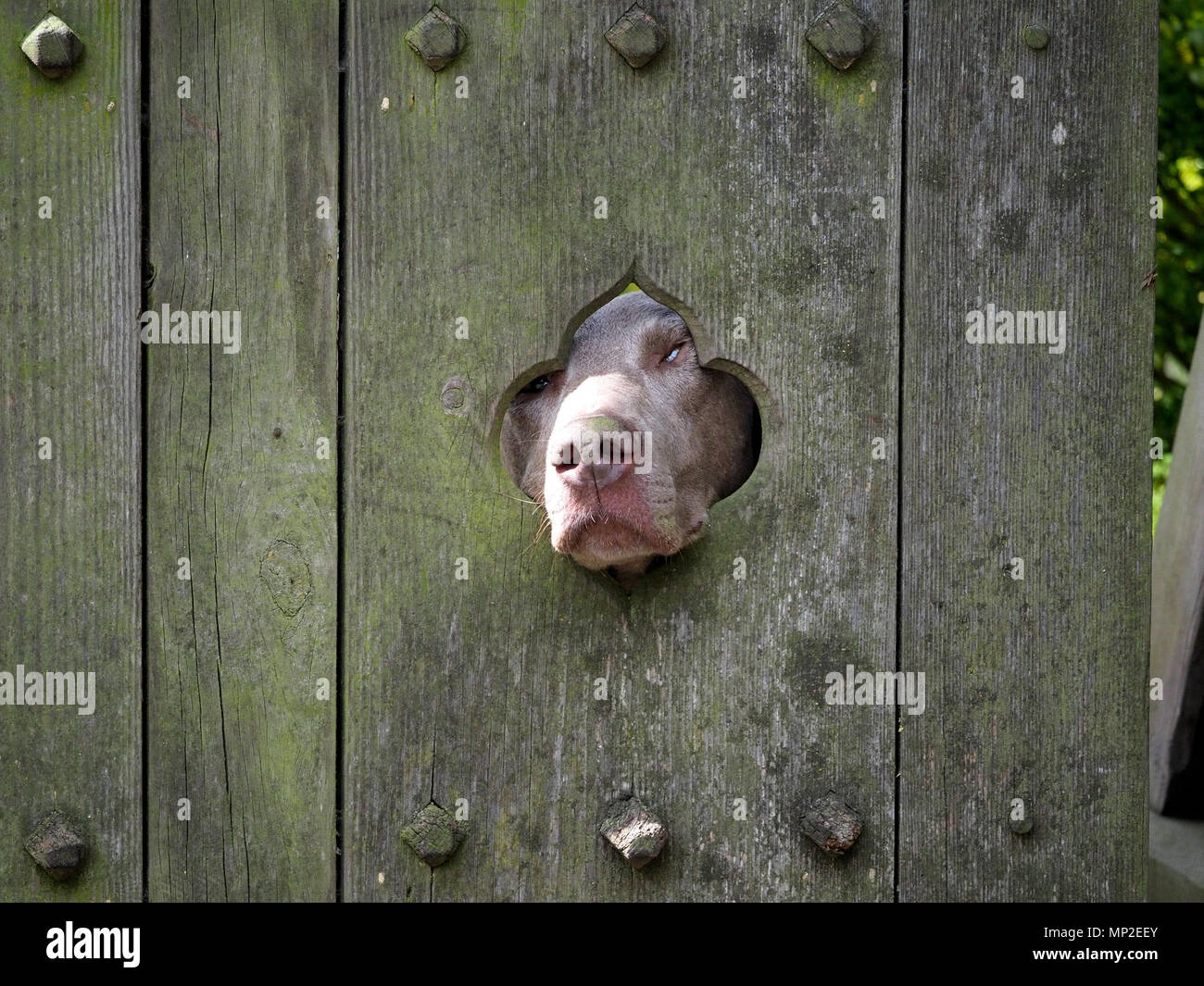 Un cane Weimaraner con muso soleggiato del peering attraverso un piccolo foro intagliato in un vecchio weathered cancello di legno in Cumbria, England, Regno Unito Foto Stock