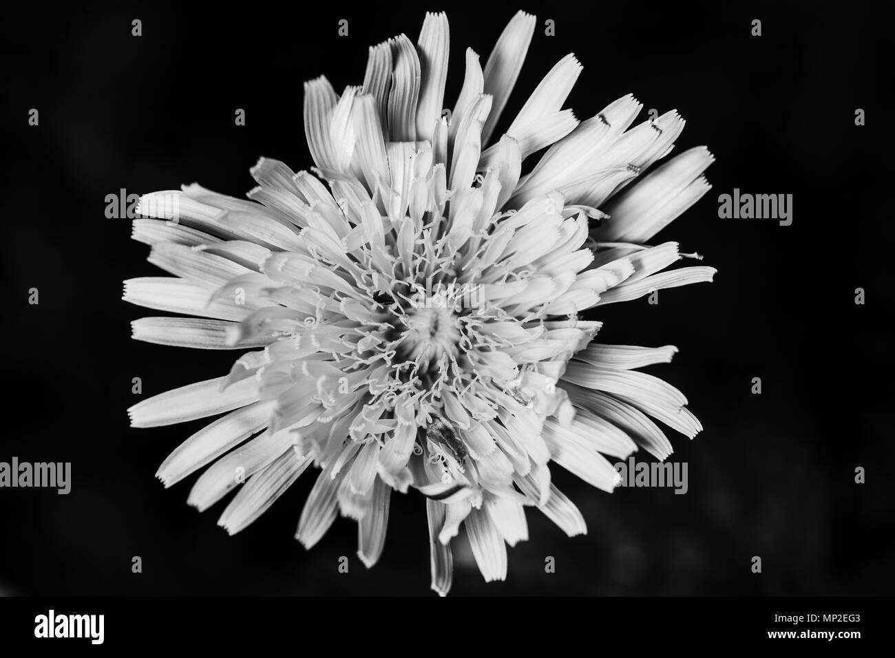 Angolo superiore vista macro su petali freschi di fiori di tarassaco su sfondo nero. Foto Stock