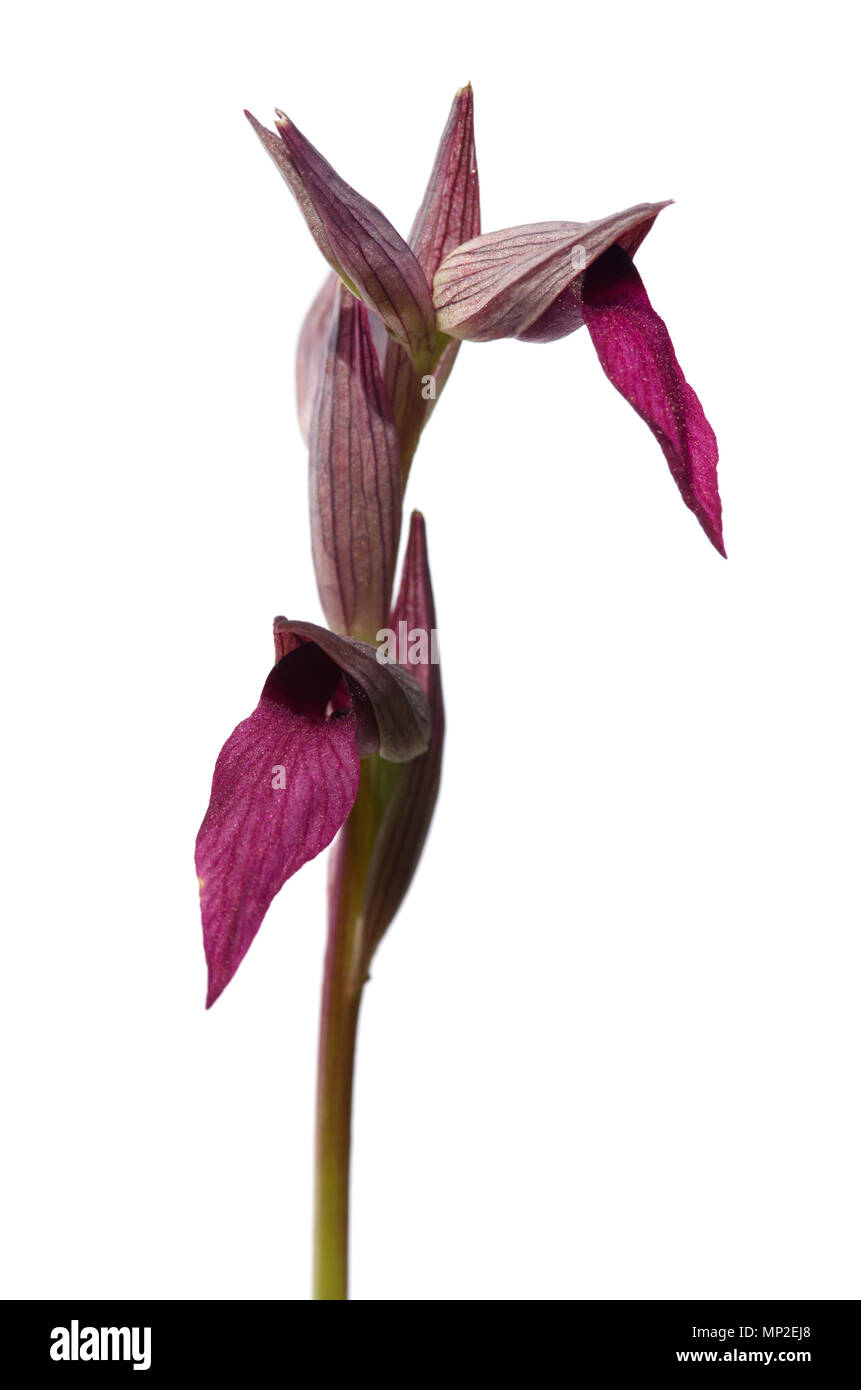 Prospettiva dell'infiorescenza di orchidea selvatica chiamato Serapias lingua, o linguetta Orchid, (Serapias lingua) isolate su uno sfondo bianco. Due portate Foto Stock