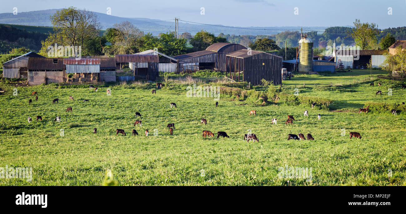 La molla alba sulle zone rurali di allevamento con screpolature croste di freschi pascoli verdi Foto Stock