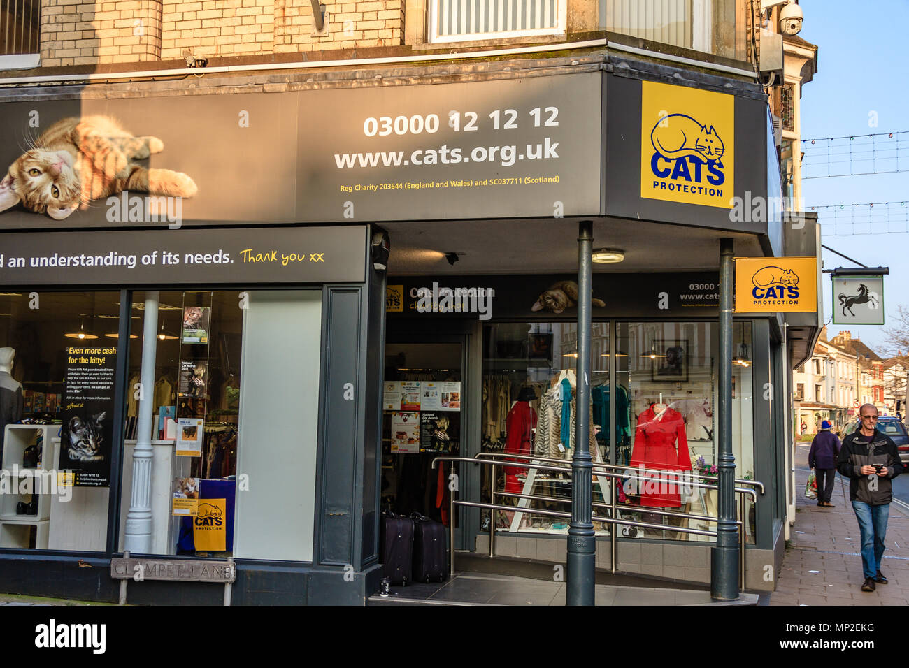 Protezione dei gatti carità shop, Teignmouth, Devon. Feb 2018. Foto Stock