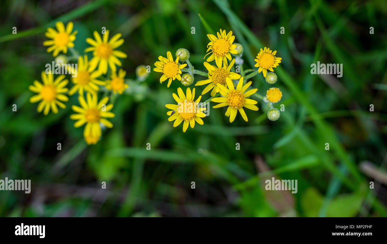 Un raccolto di giallo tarassaco fiori selvatici visto in fiore lungo un vicolo del paese durante la primavera nel Midwest. Foto Stock