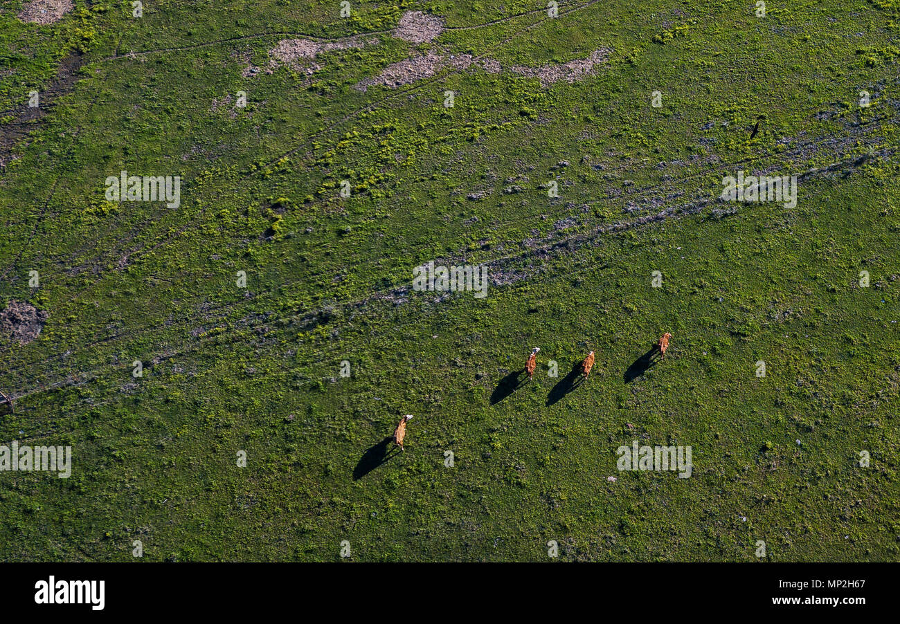 Un drone immagine di bovini in un pascolo presi in Arkansas, STATI UNITI D'AMERICA Foto Stock