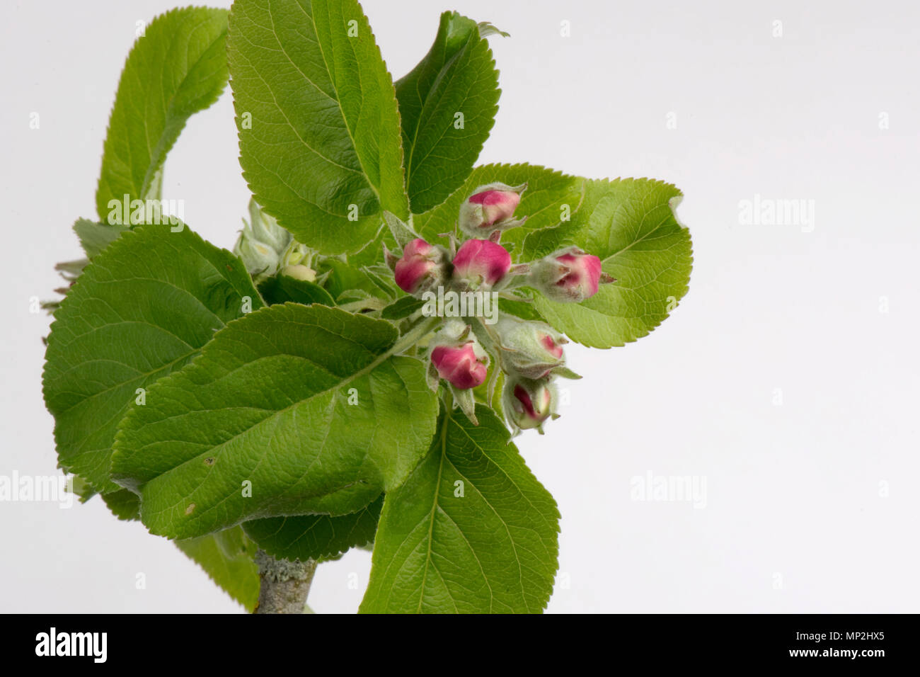 Flower Opening serie di immagini di un Apple dal bocciolo di rosa al re fiore tra una rosetta di foglie verdi in primavera Foto Stock