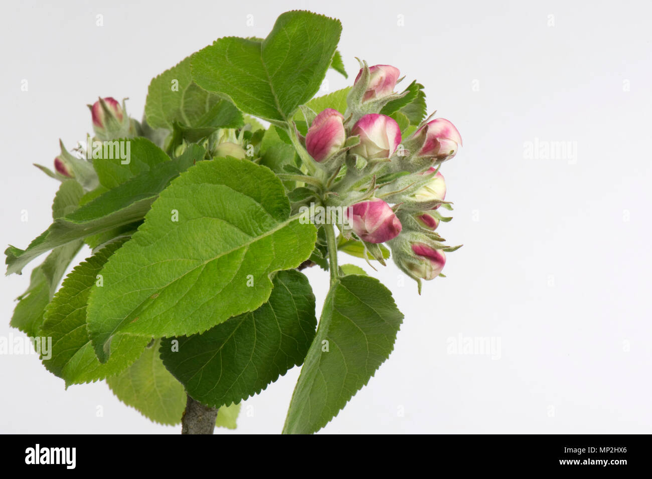 Flower Opening serie di immagini di un Apple dal bocciolo di rosa al re fiore tra una rosetta di foglie verdi in primavera Foto Stock