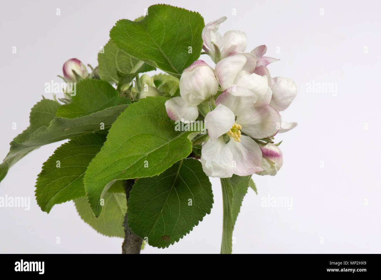 Flower Opening serie di immagini di un Apple dal bocciolo di rosa al re fiore tra una rosetta di foglie verdi in primavera Foto Stock