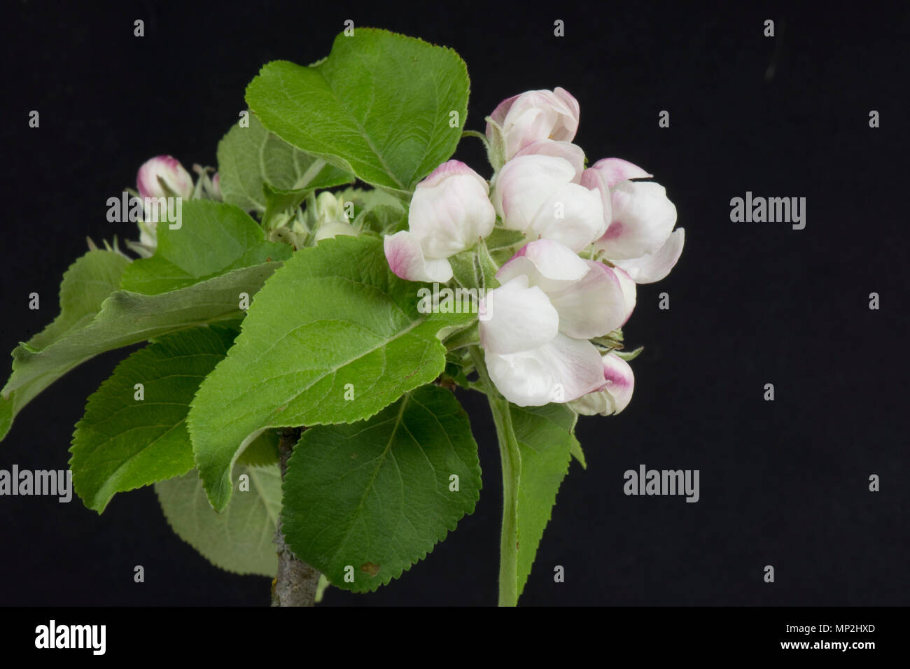 Flower Opening serie di immagini di un Apple dal bocciolo di rosa al re fiore tra una rosetta di foglie verdi in primavera Foto Stock