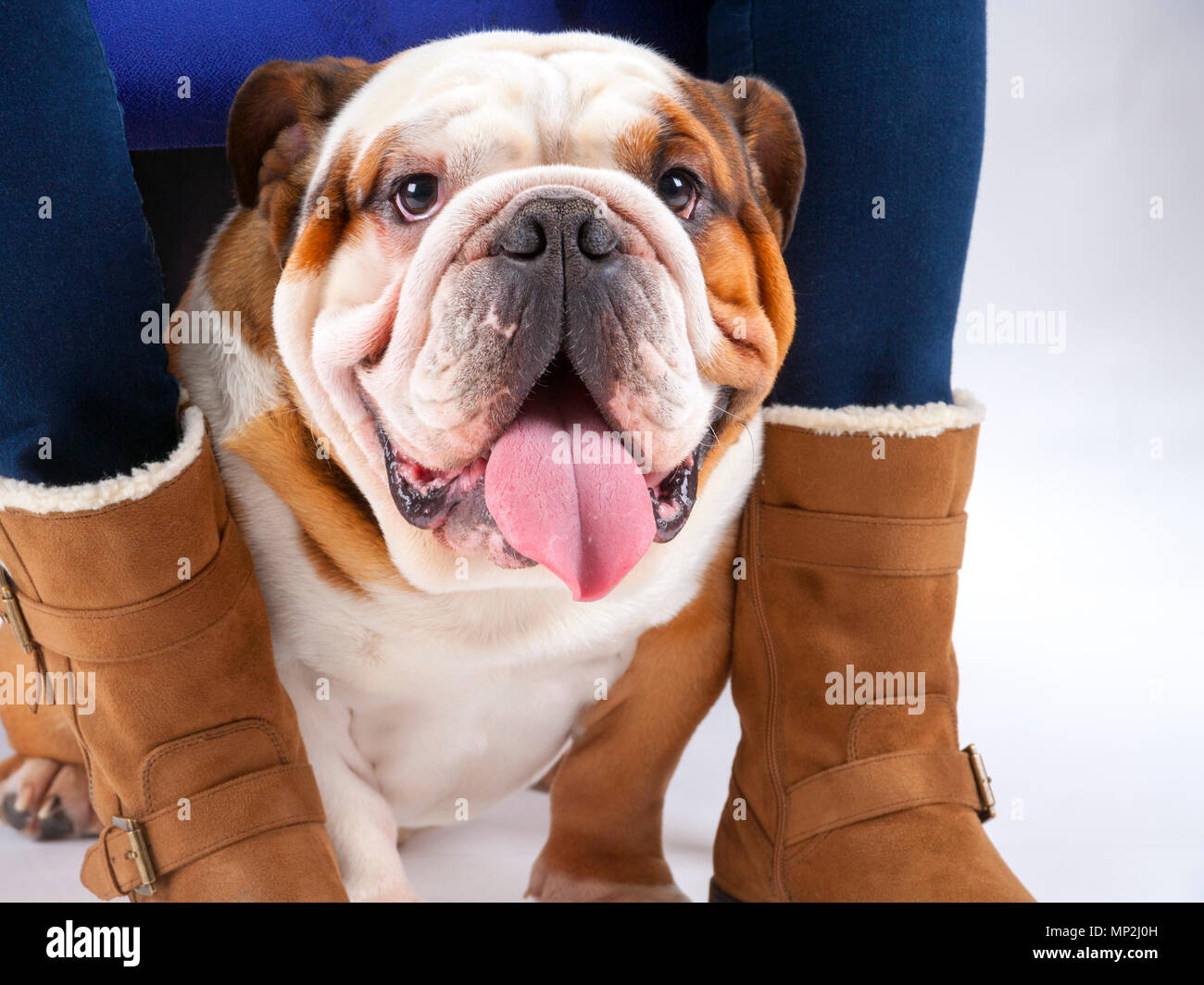 Un giovane britannico tradizionale Bulldog siede su un bianco sfondo senza cuciture sotto il suo mistresses sedia guardando la telecamera Foto Stock