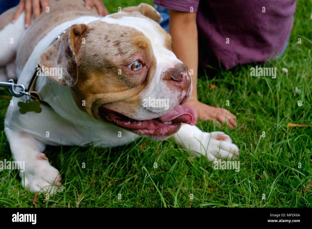 Bulldog poggia sull'erba con la lingua di fuori e proprietario della mano sul retro a canoni Park, Edgware, Nord di Londra durante la famiglia annuale Giornata di divertimento. Close up, erba. Foto Stock