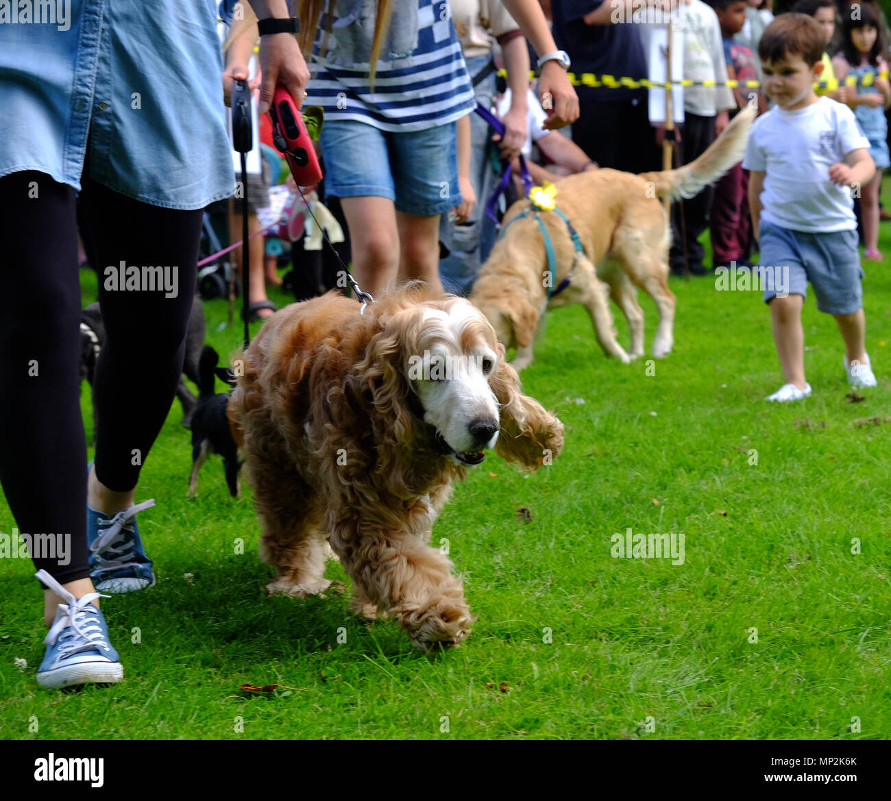 Brown Cocker Spaniel cane con faccia bianca essendo mostrata in dog show nei canoni Park, Edgware, a nord di Londra, durante la famiglia annuale Giornata di divertimento. Foto Stock