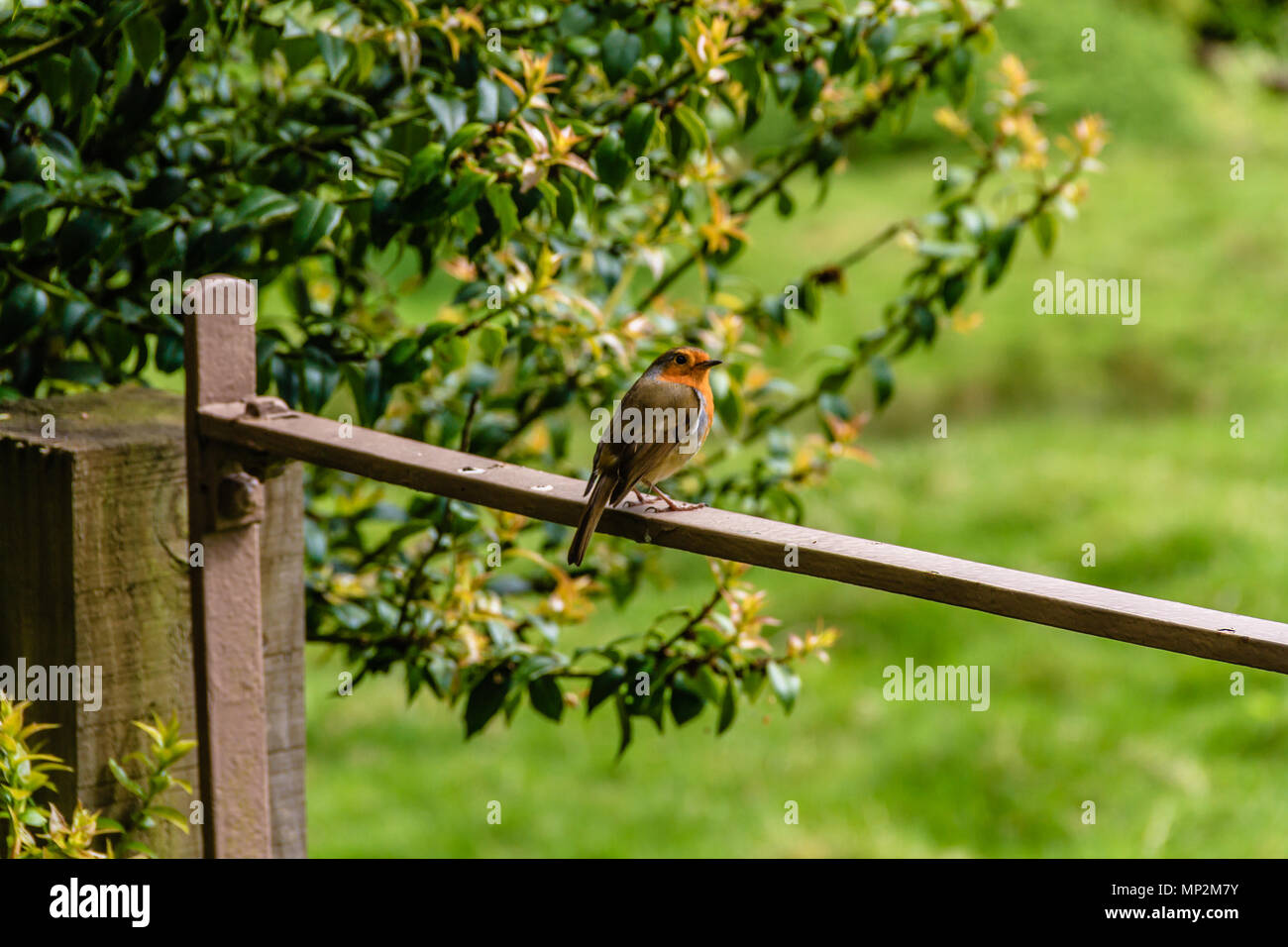 Robin seduto su un cancello verde vicino territorio di guardia, UK. Maggio 2018. Foto Stock