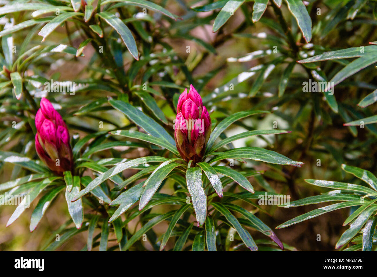 Rosa boccioli di rododendro sui rami in un giardino di primavera in Rothbury, Northumberland, Regno Unito. Maggio 2018. Foto Stock
