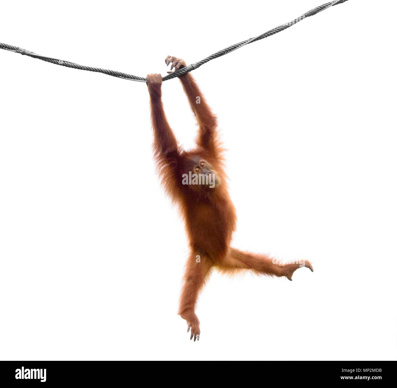 Baby orangutan basculante in corda in un divertente pongono isolati su sfondo bianco Foto Stock