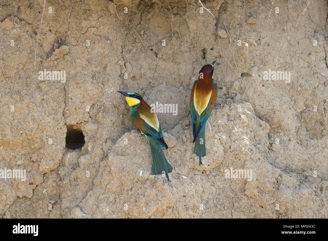 Gruccione (Merops apiaster) Foto Stock