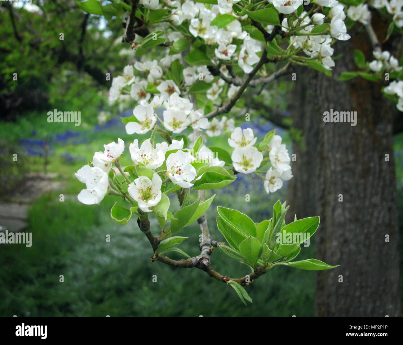 Molla albero di Apple a fiori e foglie Peeking fino verso la luce del sole Foto Stock