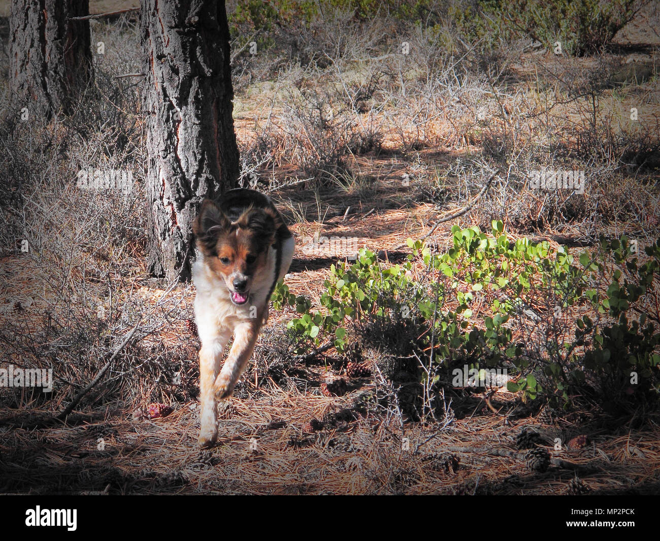 Giovane cane in esecuzione con la libertà attraverso la foresta Foto Stock