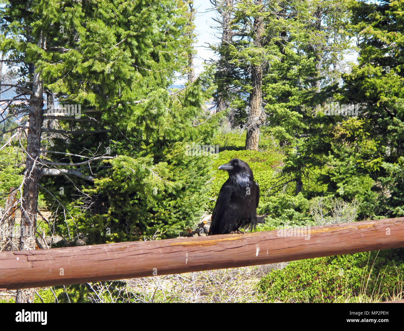 Black Raven mantenendo la protezione sulla rampa di recinzione con sfondo di foresta Foto Stock
