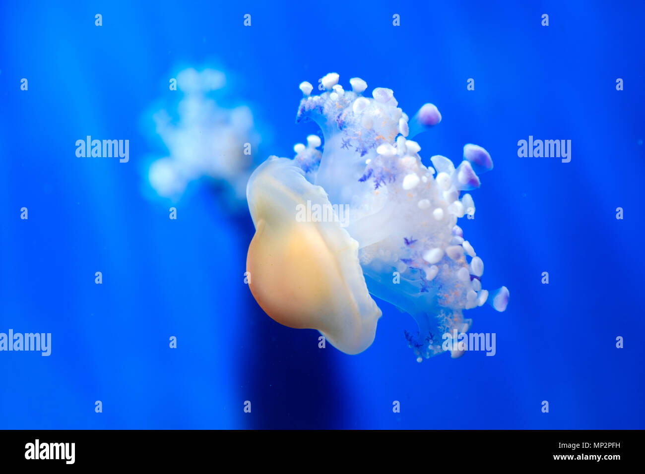 Gelatina di mediterraneo uovo fritto medusa cotiloriza poco gelatine medusa blu profondo sfondo subacquea Foto Stock