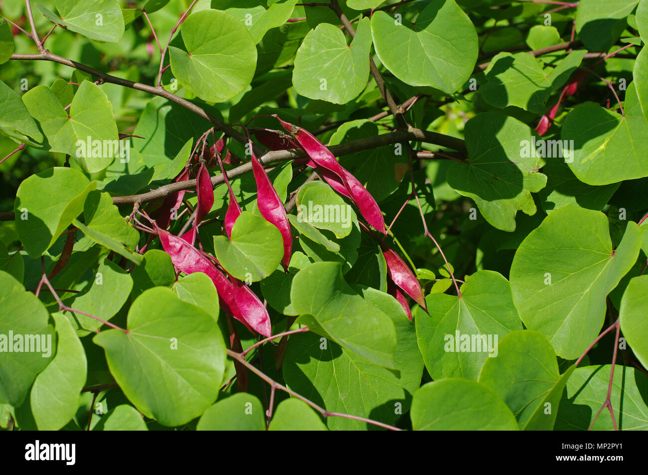 Capsule di seme da Cercis siliquastrum (l'Giuda-tree, famiglia Fabaceae) in primavera Foto Stock