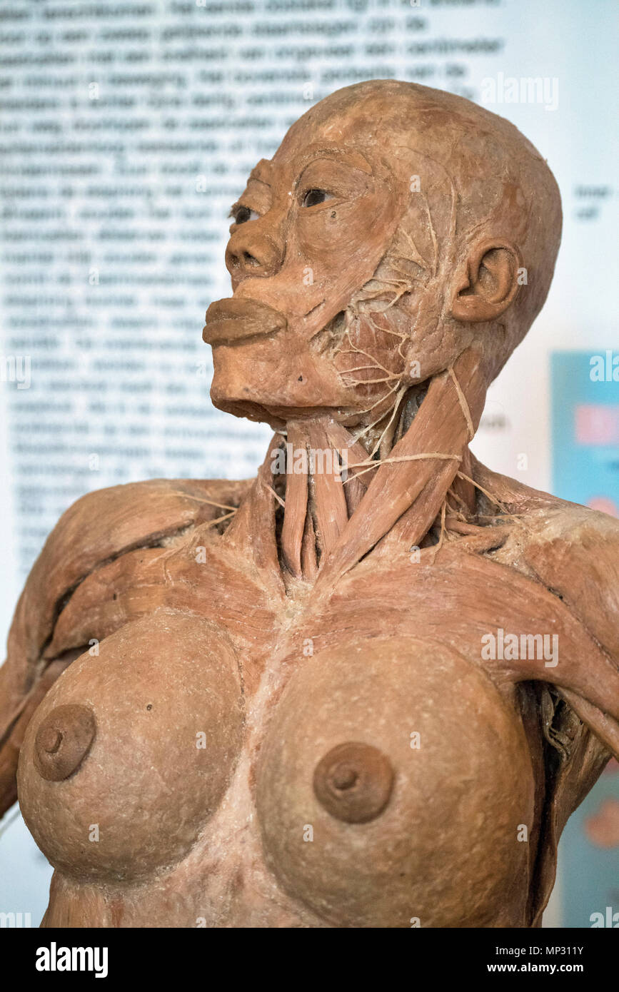 Anatomia di una vera e propria testa umana Foto Stock