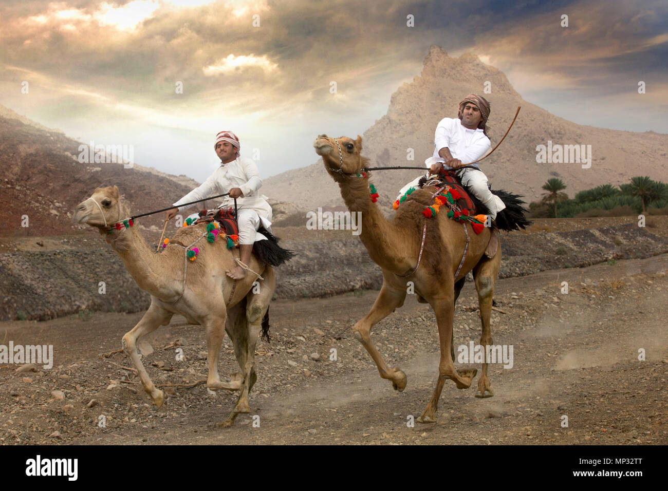 Khadal, Oman, 7 Aprile, 2018: uomini cammelli da corsa su una campagna strada polverosa Foto Stock