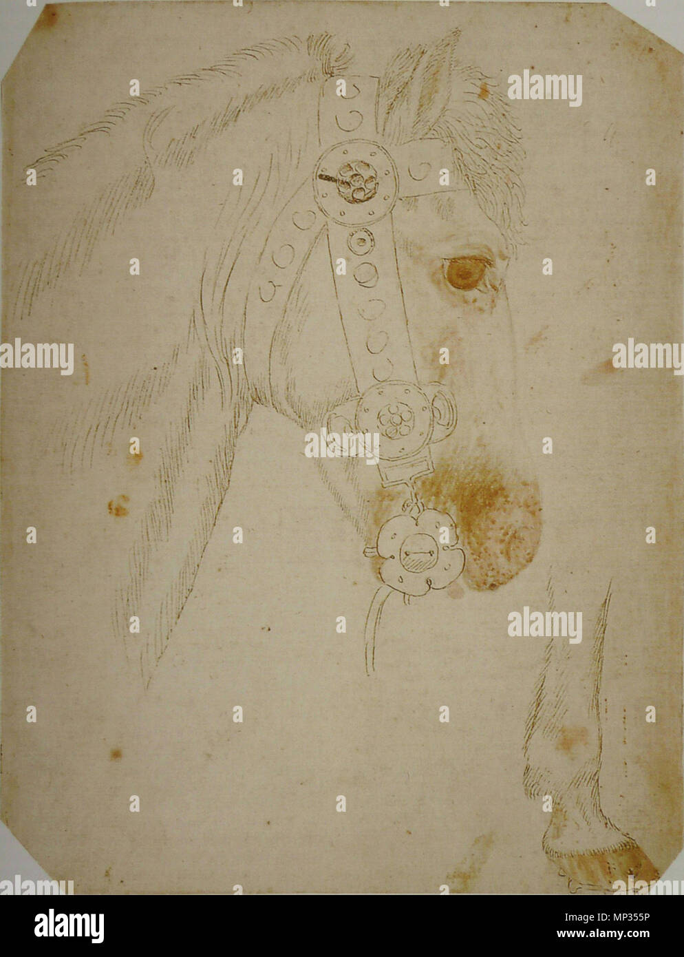 Français : Tête et encolure d'onu cheval harnaché et partie de sa jambe droite del XV secolo. 1005 Pisanello - Codex Vallardi 2356 Foto Stock