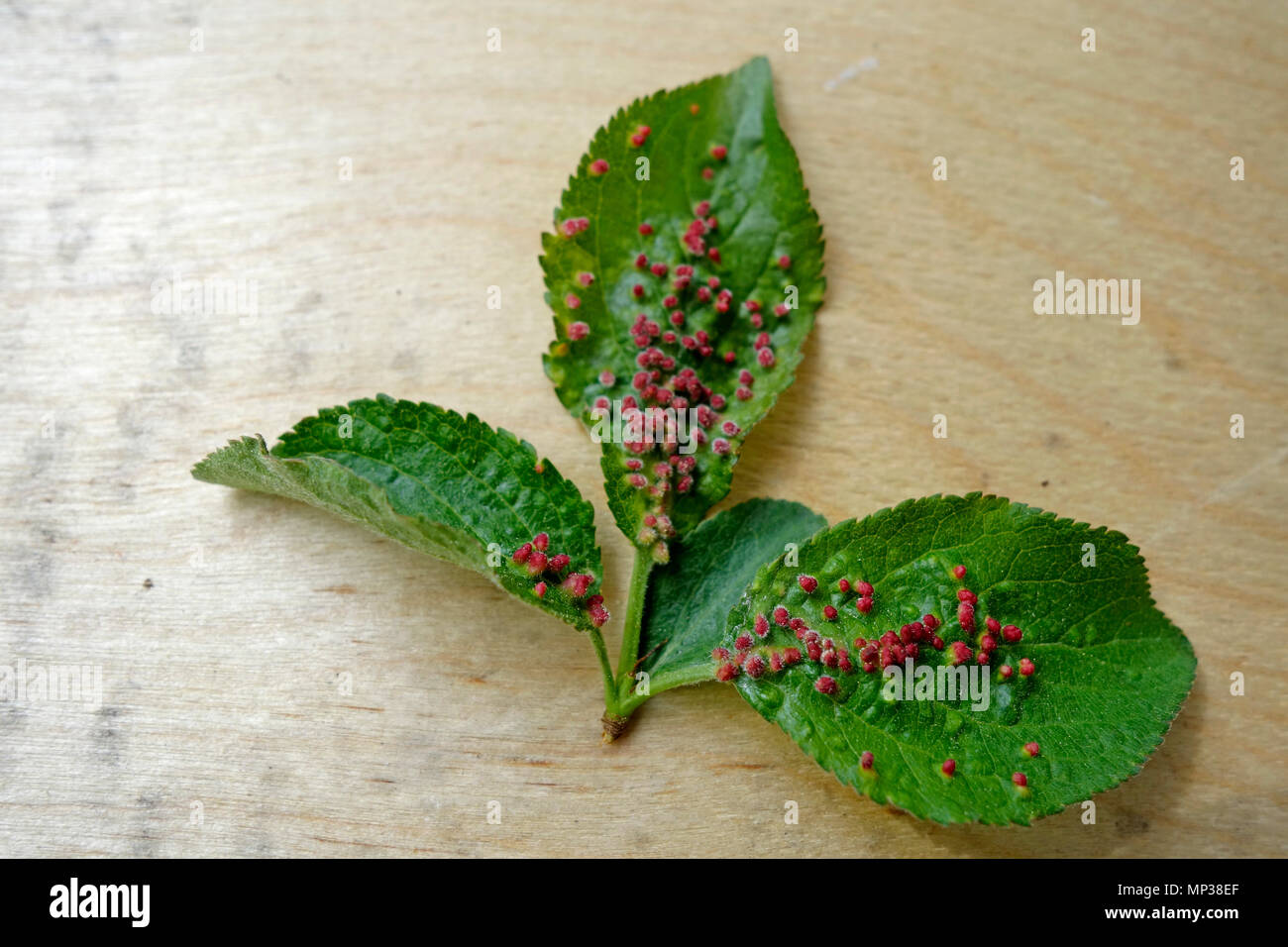 Prugna foglie fortemente infestati da acari eupadi Phyllocoptes che ha causato lo sviluppo di red gal, pistules. Foto Stock