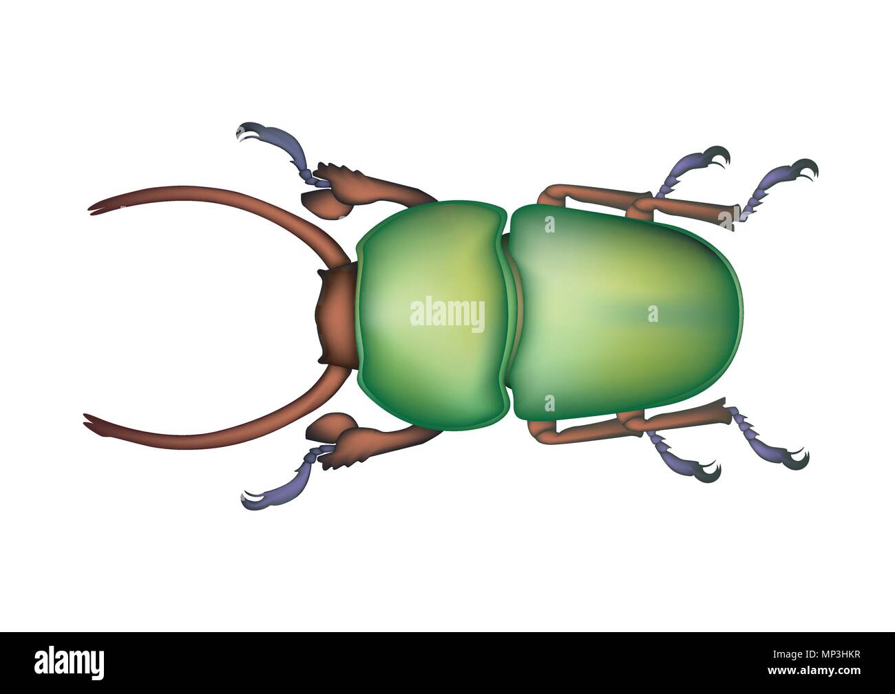 Il design del vettore di insetti arte disegnare beetle Illustrazione Vettoriale