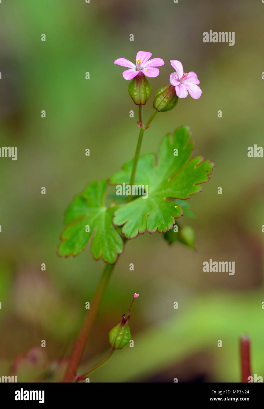 Splendente della gru-bill - Geranium lucidum selvaggio fiore di geranio Foto Stock