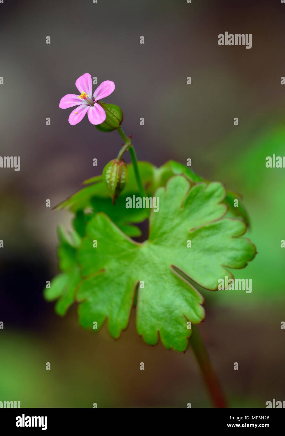 Splendente della gru-bill - Geranium lucidum Foto Stock