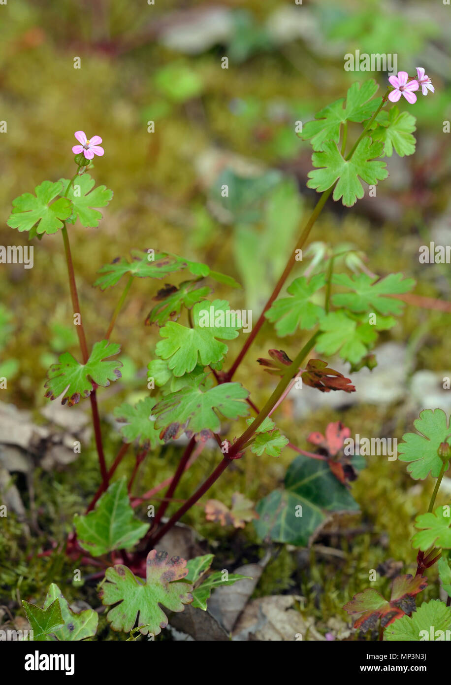 Splendente della gru-bill - Geranium lucidum pianta intera Foto Stock
