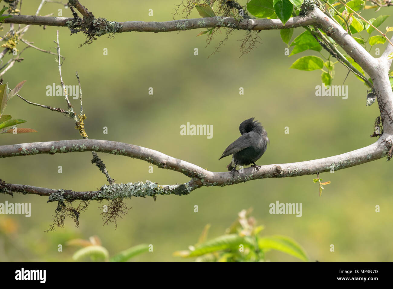La massa media finch, vulcano Sierra Negra, Isabela Island, Isole Galapagos, Ecuador. Foto Stock