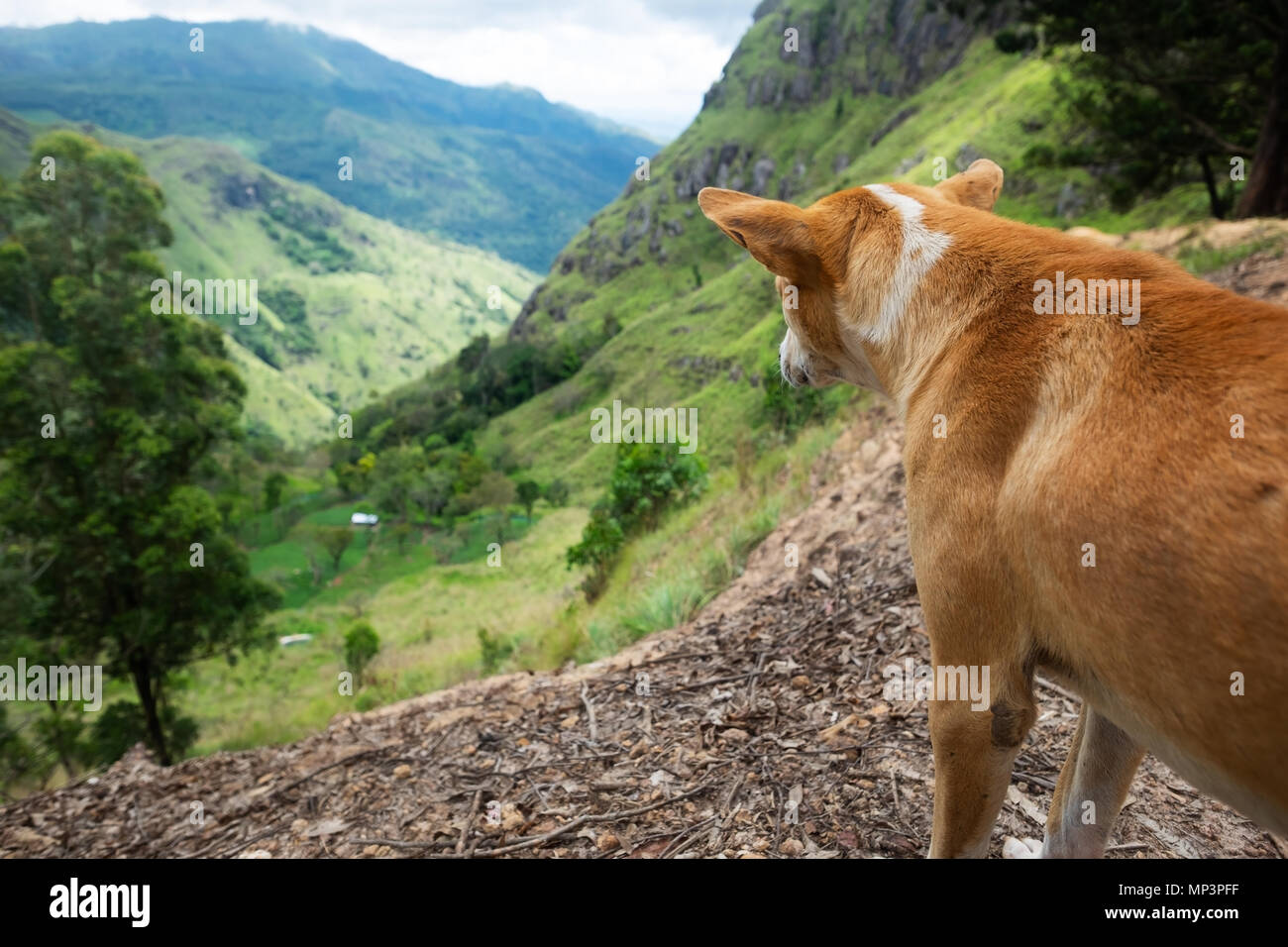 Cane guardando a vista da Ella rock in Sri Lanka Foto Stock