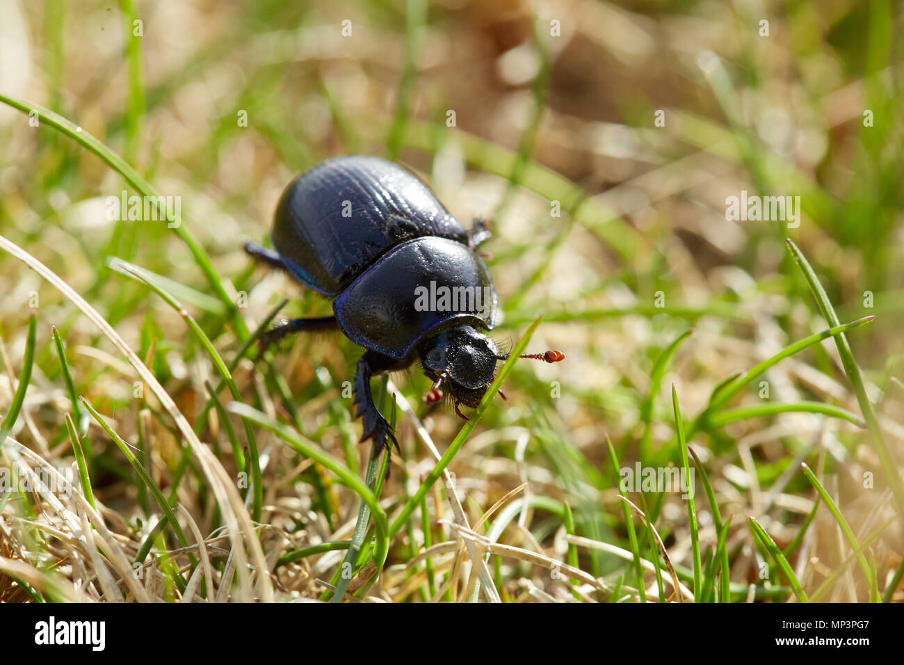 Macro di un coleottero nero all'aperto in erba Foto Stock