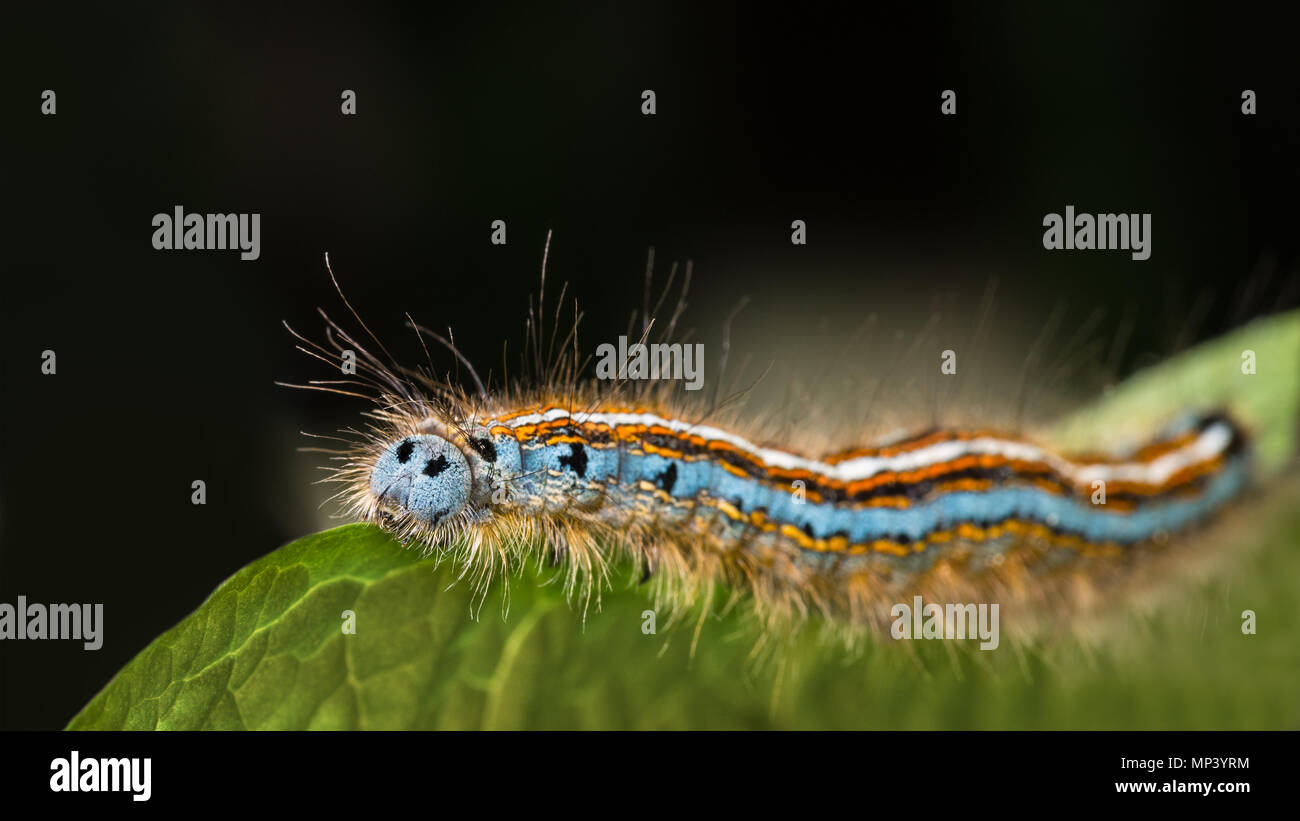 Carino lackey moth caterpillar close-up. Malacosoma neustria. Bella hairy larva. Gli insetti con strisce di colore. Impianto di Pest, foglia verde, sfondo nero. Foto Stock