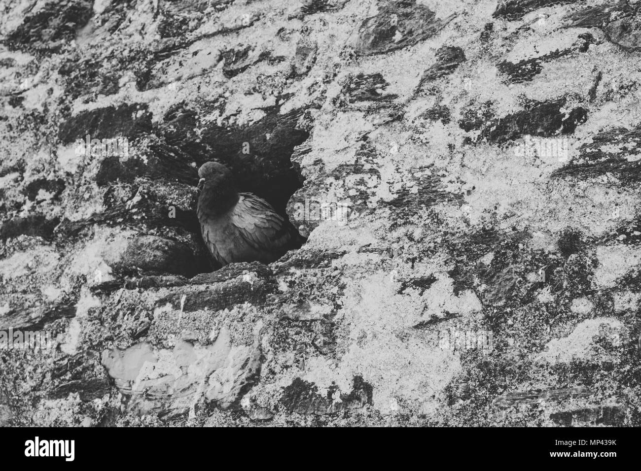 Colomba. Una solitaria colomba nel suo nido in un foro in un muro di mattoni. Foto Stock