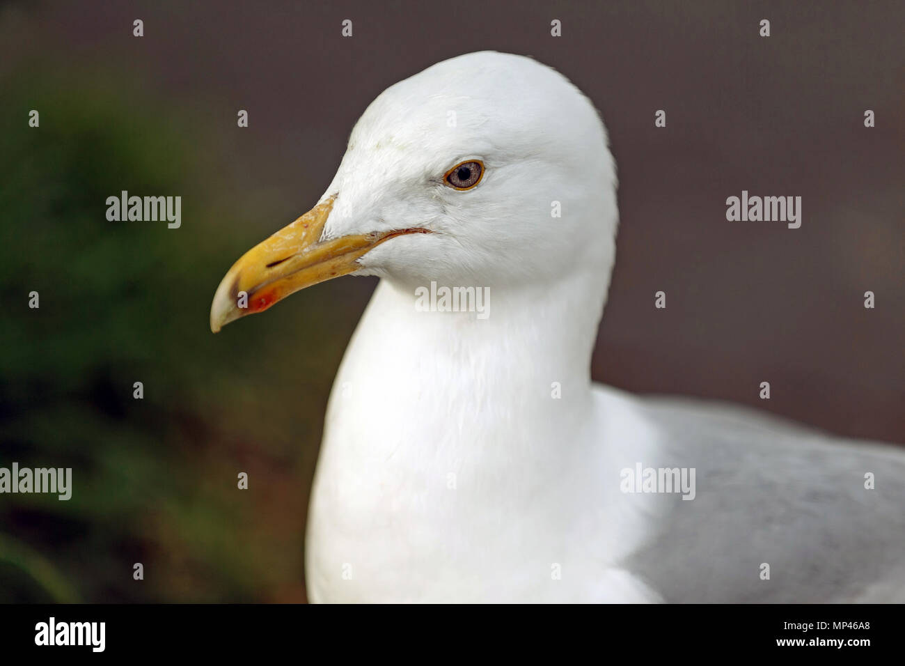 La testa e il viso di un gabbiano. Foto Stock