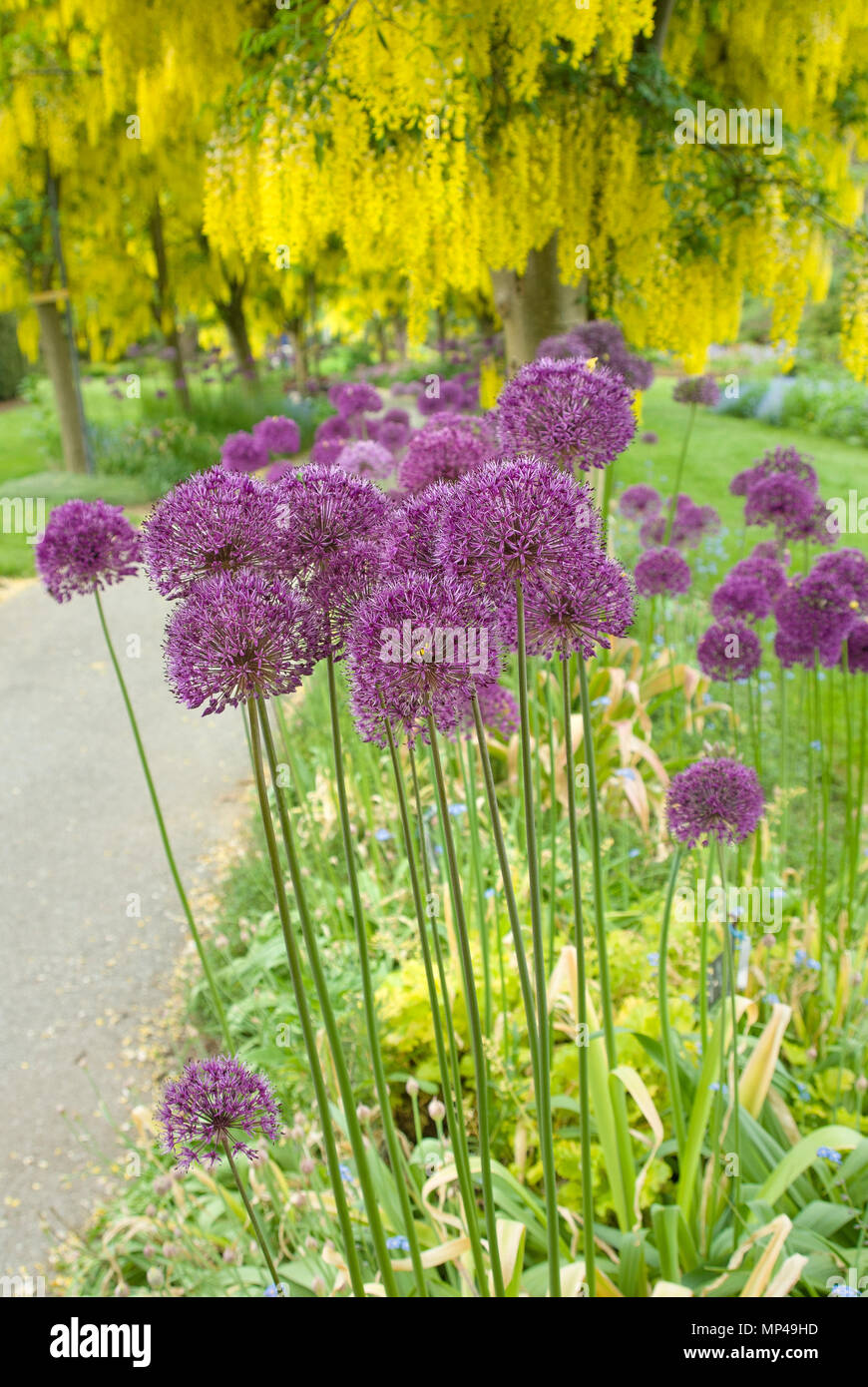 Il giallo il Maggiociondolo albero fiori appoggiatelo sopra viola Allium blumi. Giugno, maggiociondoli a piedi, Vandusen Botanical Garden, Vancouver, British Columbia, Canada Foto Stock